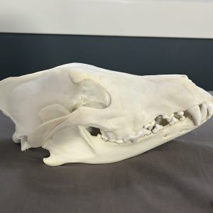 Wolf Skull