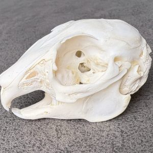 Small Rabbit Skull