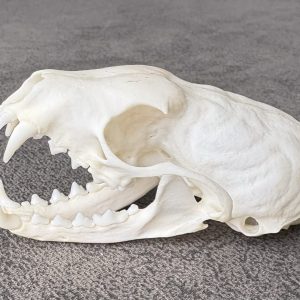 Marten Skull