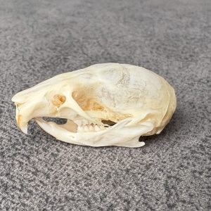 Rat Skulls