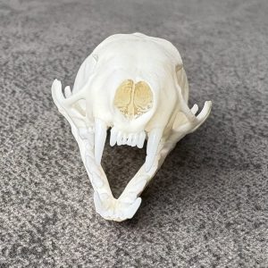 Ermine Skull