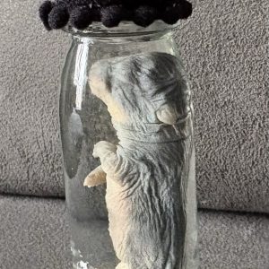 Small Rabbit Wet Specimen