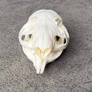 Cavy Skulls