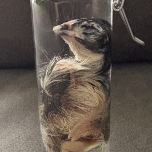 Wet Specimen Assorted