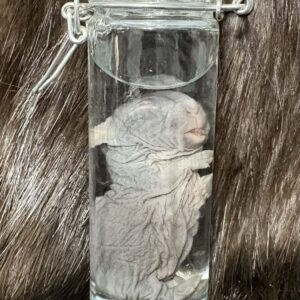 Wet Specimen Assorted