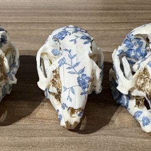 Small Rabbit China Skulls
