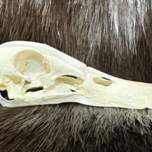 Pekin Duck Skulls