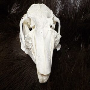 Large Rabbit Skull